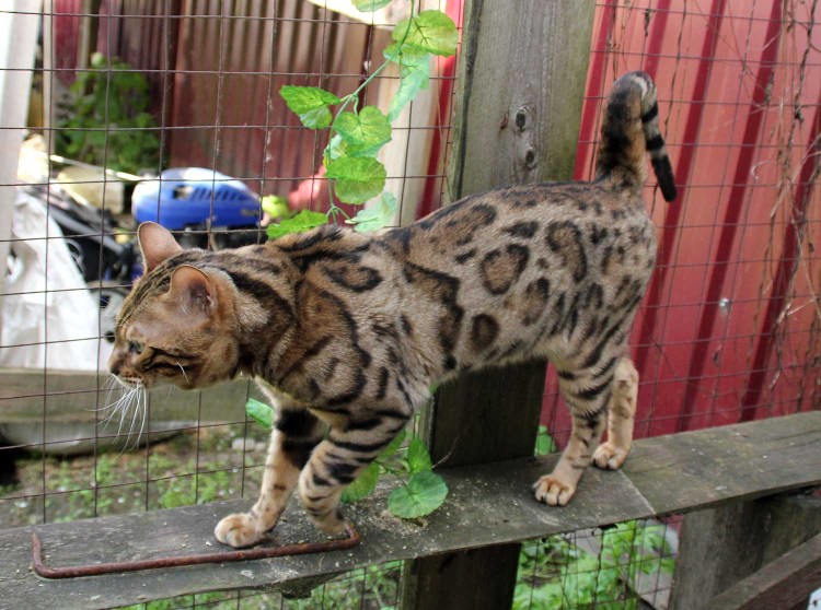 Сервал Саванна ф1