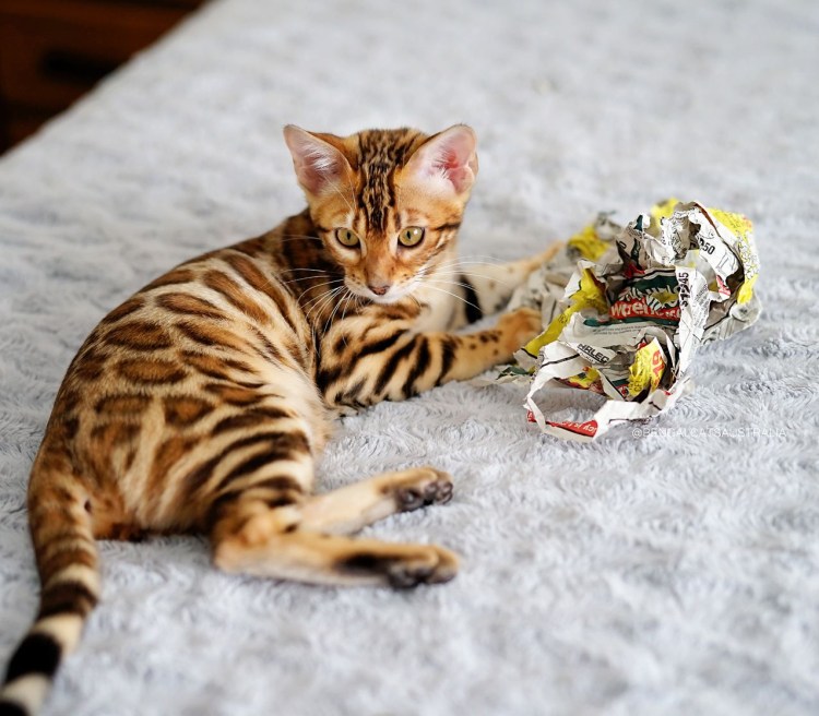 Саванна Ашера с человеком