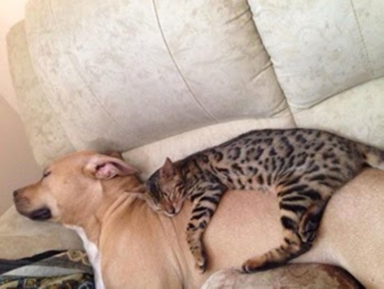 Азиатская леопардовая кошка питомник