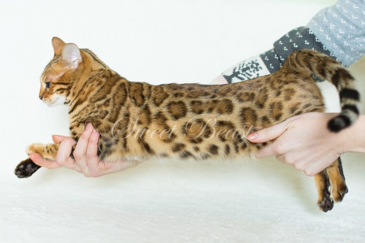 Бенгальский кот бегает
