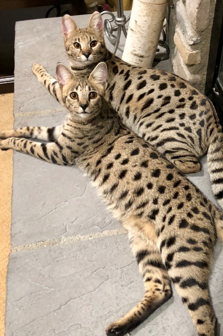 Бенгалы на выставке