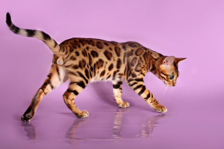 Кошки маленькие породистые бенгальские