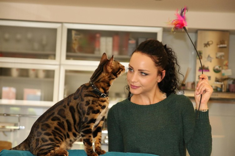 4 Бенгальских кошек