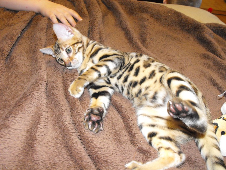 Кошки в современное время