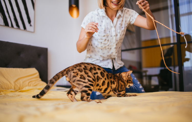 Бенгальский кот