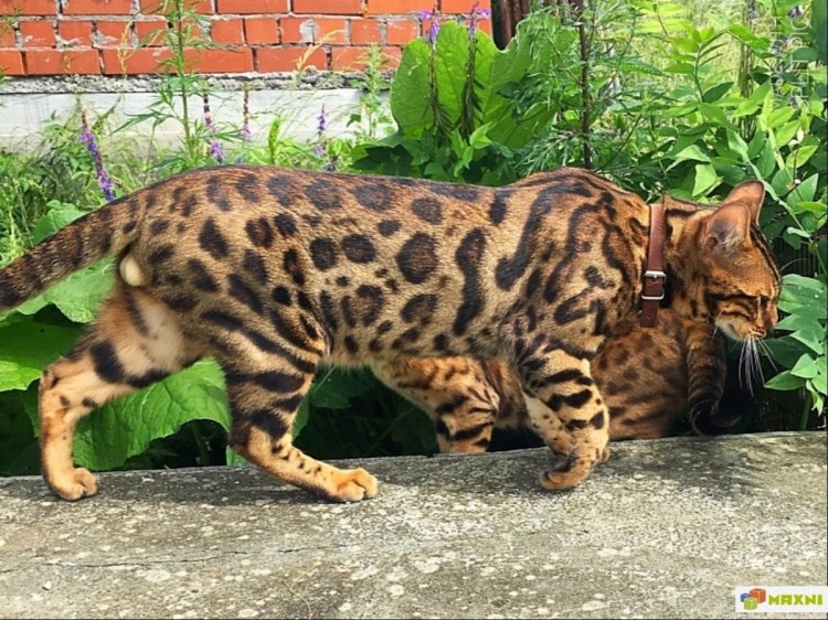 Тойгер кошка