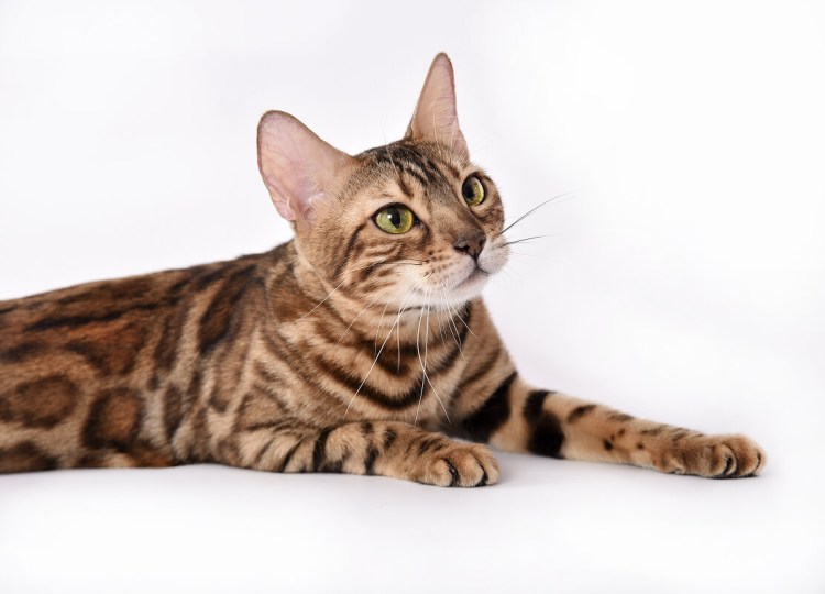 Бенгальский кошки породы Оцикет