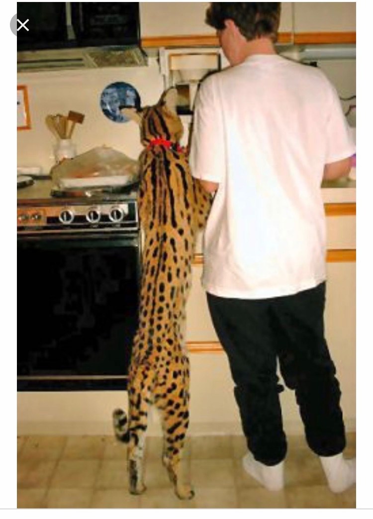 Кошка с собакой в обнимку