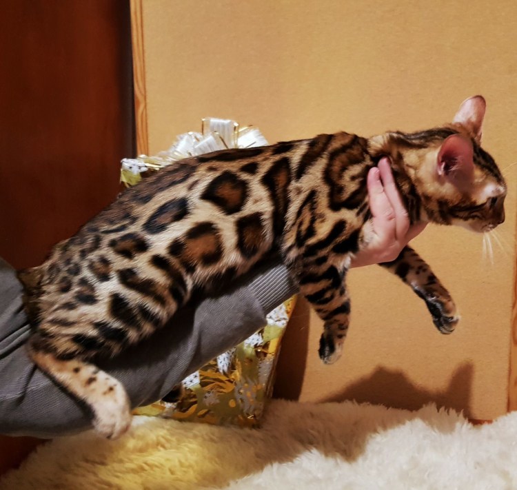 Максим Аверин с котами