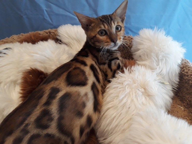 Бенгальская кошка длиннолапая длинношерстная