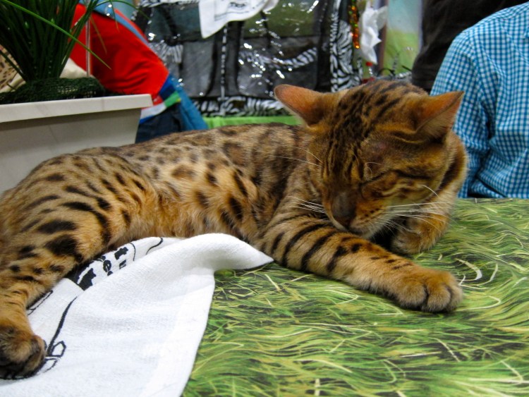 Бенгальская кошка