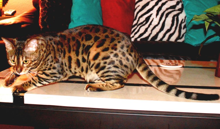 Леопардовые котята