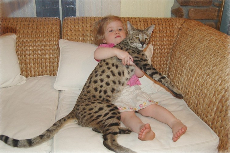 Кошка и собака любовь