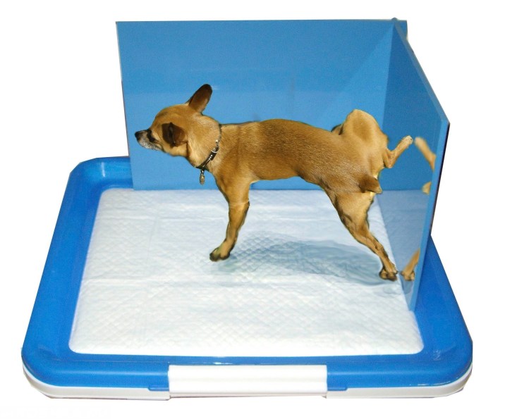 Собака ходит на пеленку