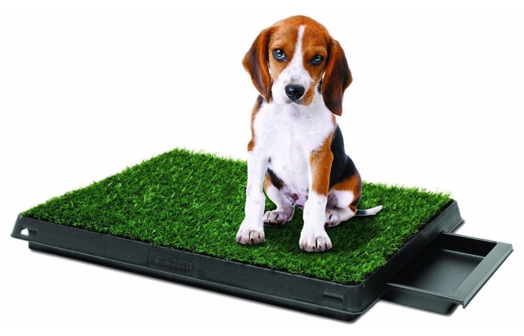 Унитаз для собаки в квартире