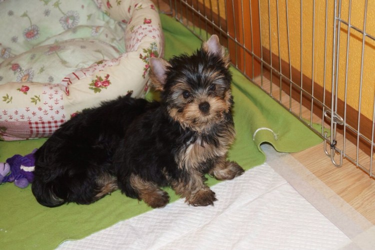 Маленькие декоративные собачки