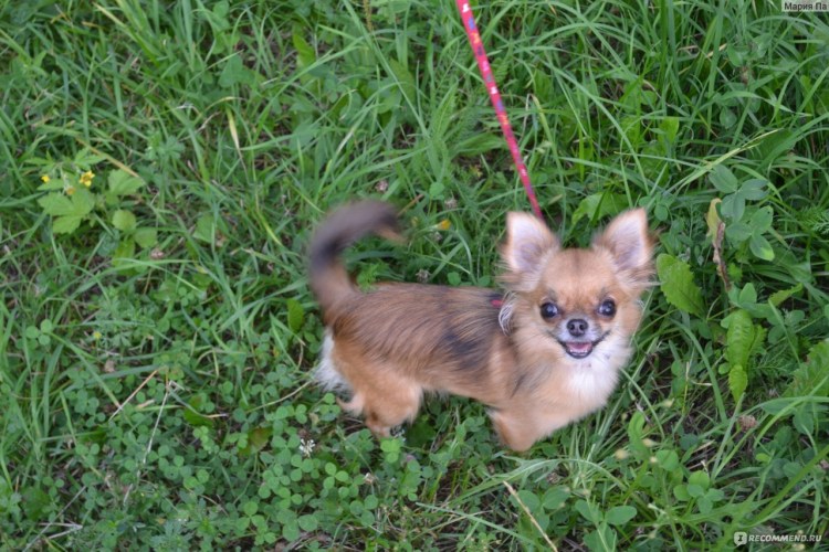 Лоток для той терьера мальчика