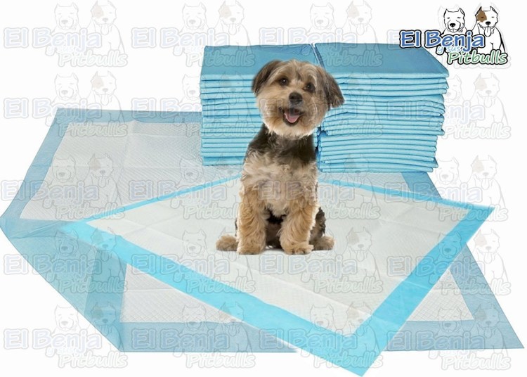 Приучение лабрадора к туалету