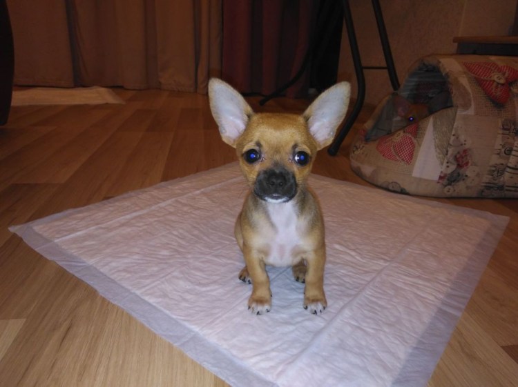 Йорк в памперсе