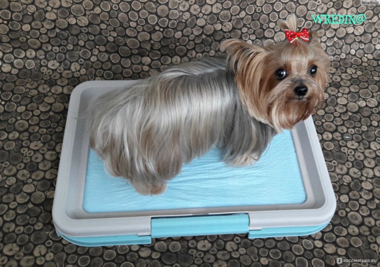 Лоток для пеленки для мальтезе