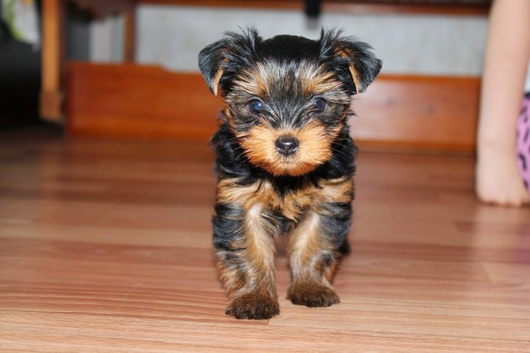 Дойч терьер