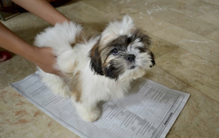 Лоток для туалета французскому бульдогу