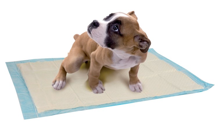 Туалет для йоркширского терьера