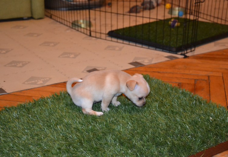 Собака ходит на пеленку