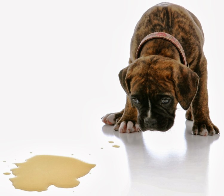 Чихуахуа Мексиканская порода