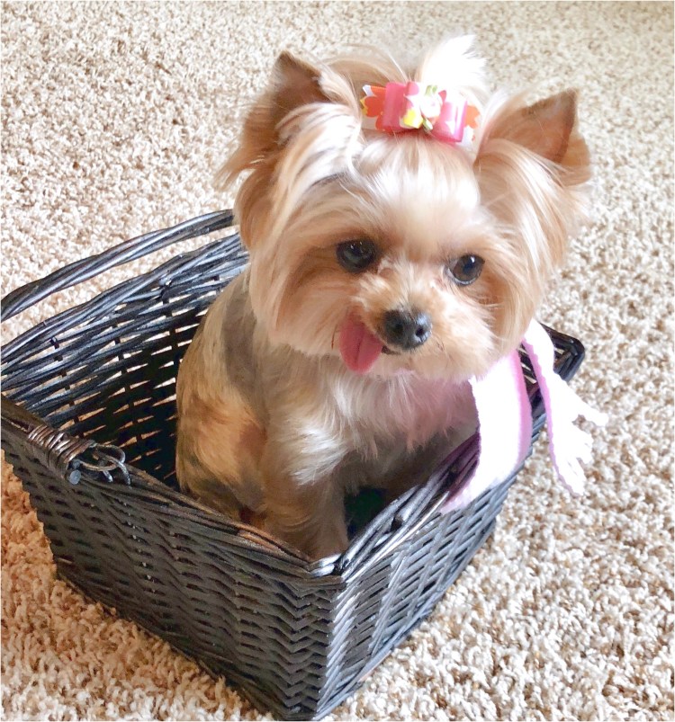 Чихуахуа длинношерстные взрослые