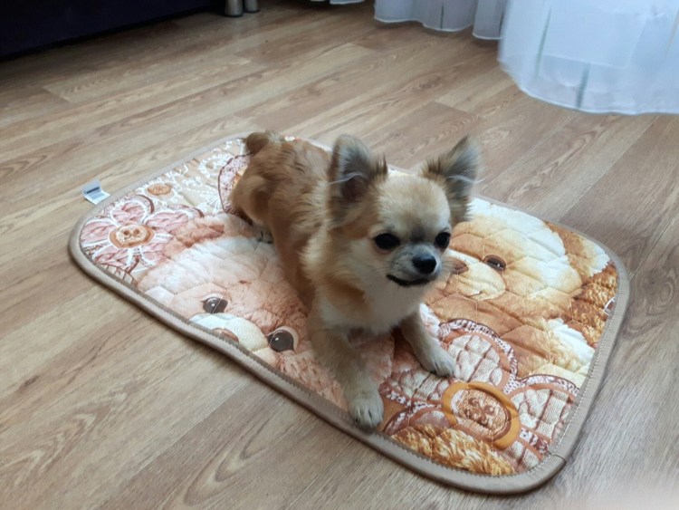 Туалет для шпица померанского