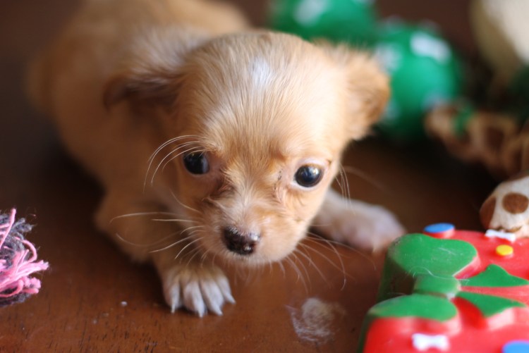 Ерш терьер собака