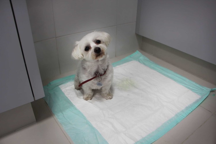 Щенок на пеленке