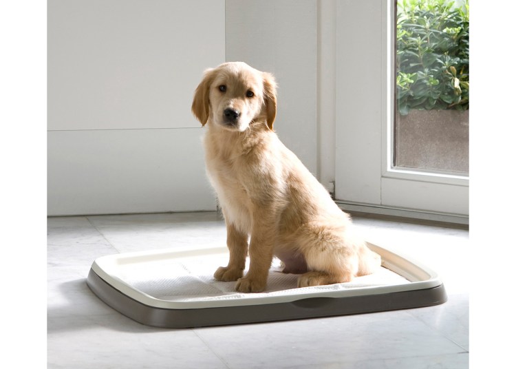 Туалет для собаки в квартире