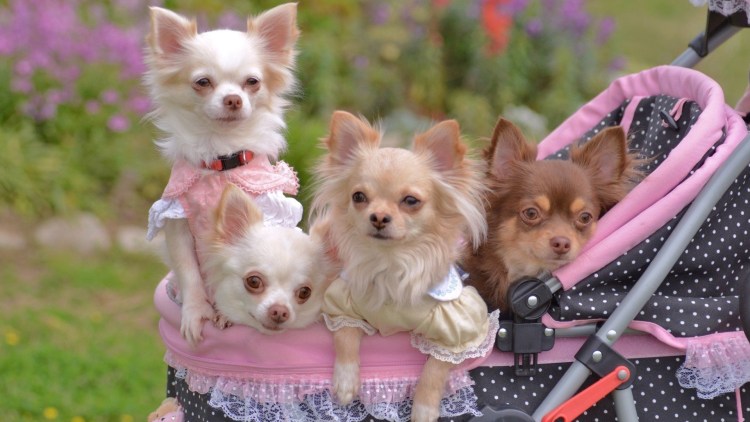 Щенок комбинированным способом