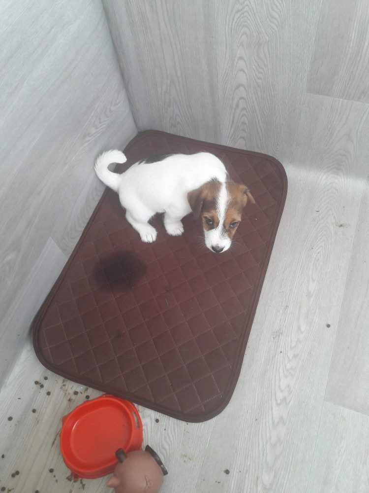 Home Pet Deluxe туалет