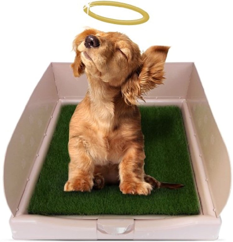 Туалет для собак мелких в квартире