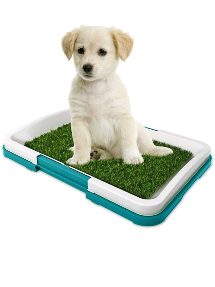 Туалет для чихуахуа