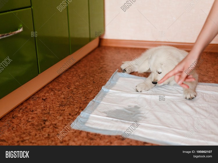 Йоркширский терьер щенки лоток