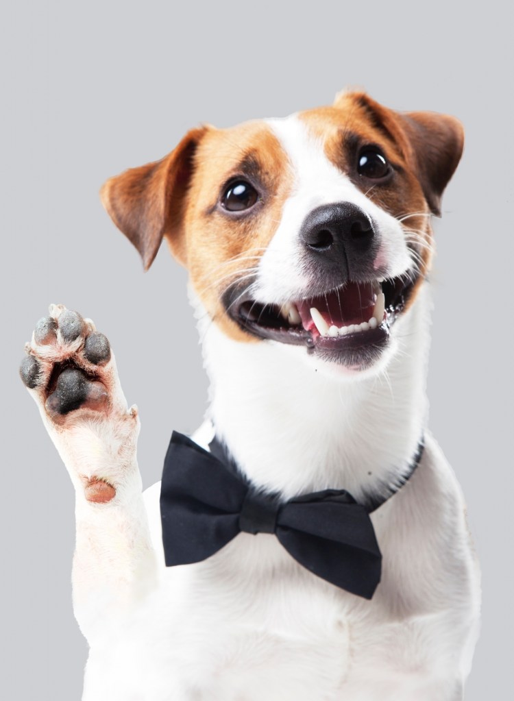 Джек-Рассел-терьер в бабочке