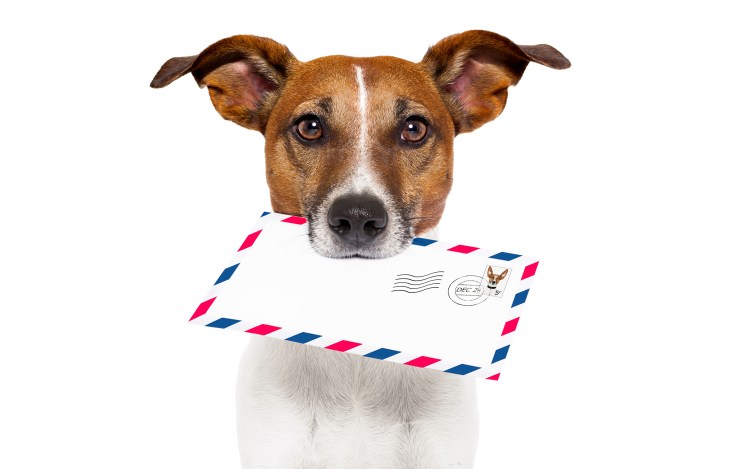 Собака электронная почта