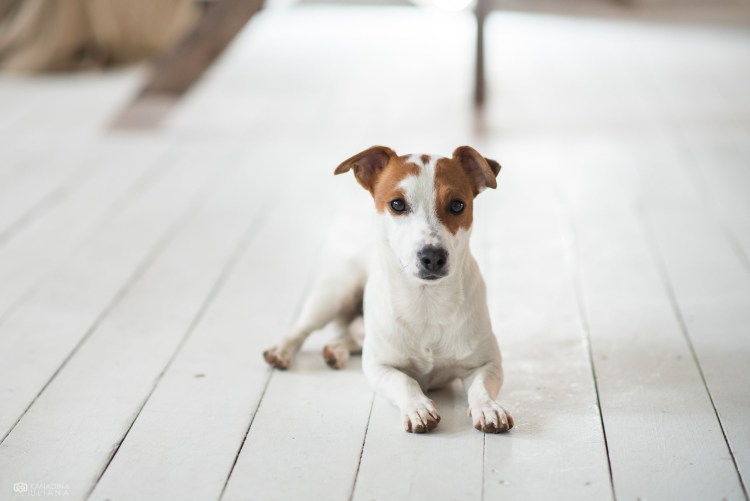Парсон Рассел терьер Брокен