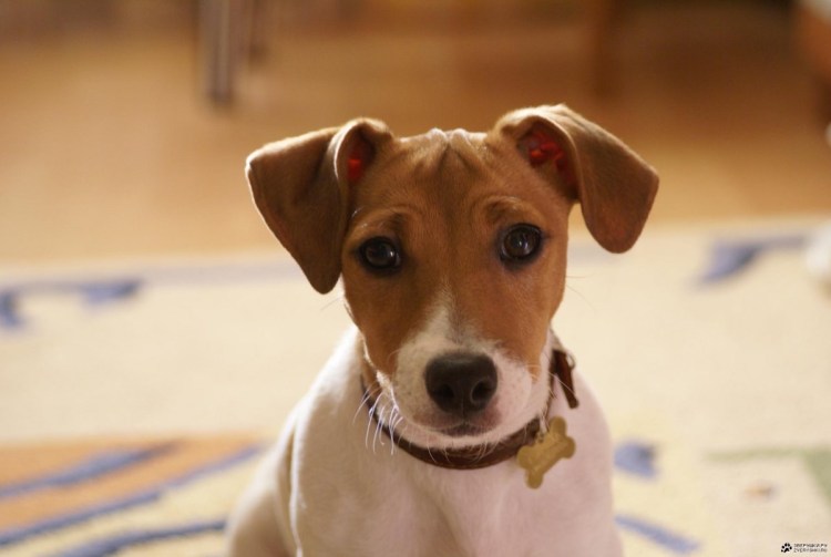 Майло Джек Рассел терьер из маски