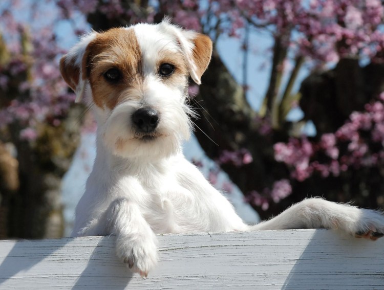 Джек Рассел жестик фото