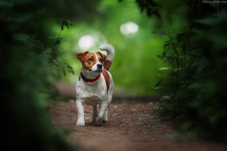 Джек Рассел в лесу