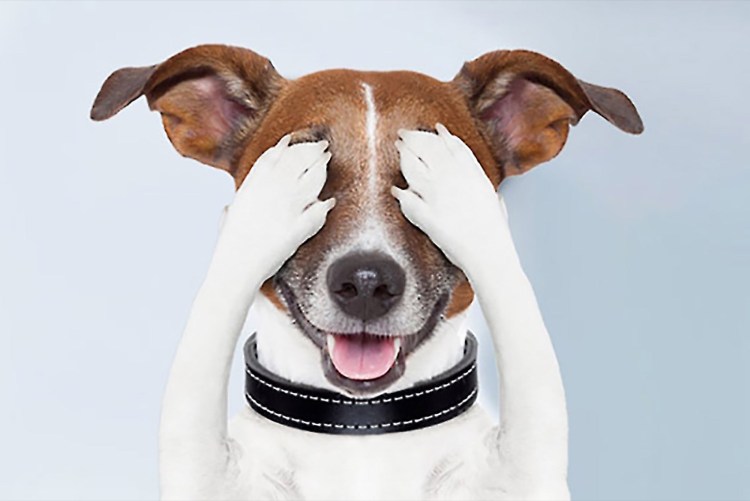 Джек-Рассел-терьер на белом фоне