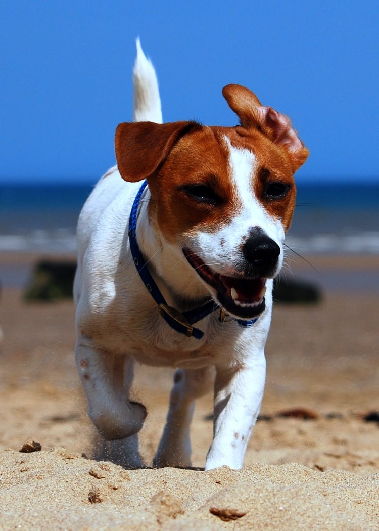 Джек Рассел