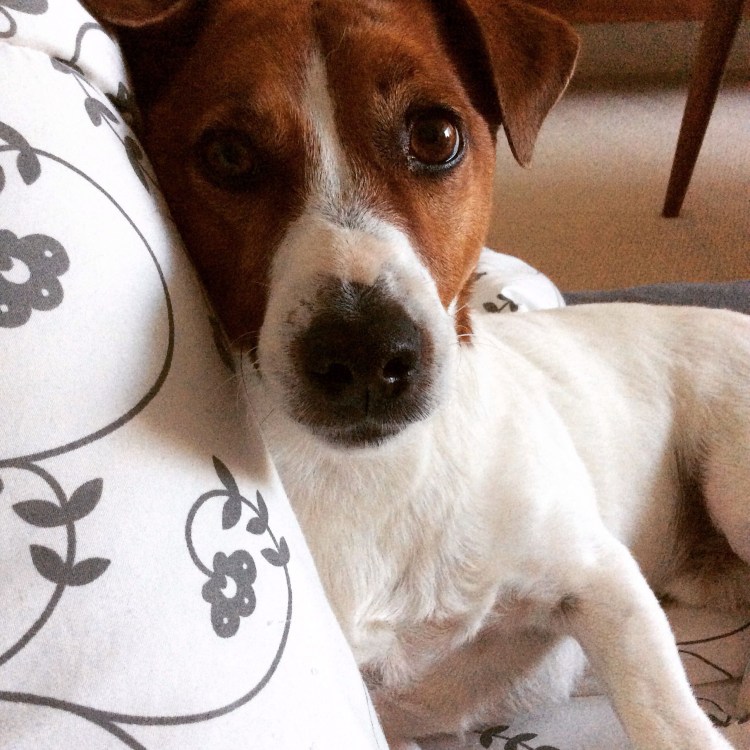 Джек Рассел толстинкин