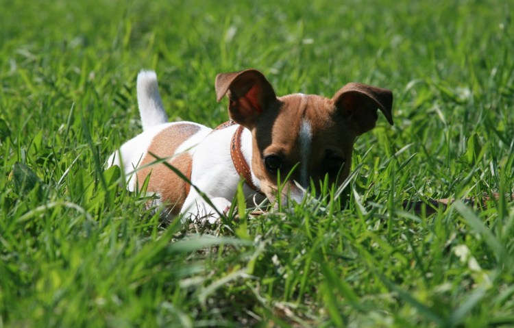 Джек-Рассел-терьер щенок