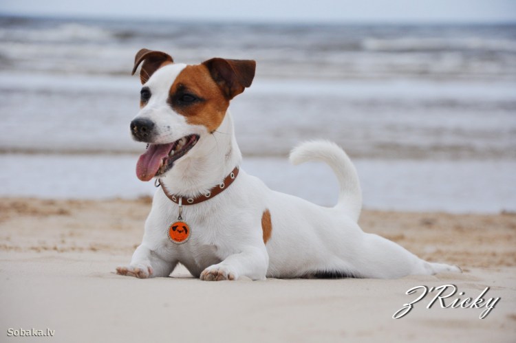 Собака Джек Рассел терьер